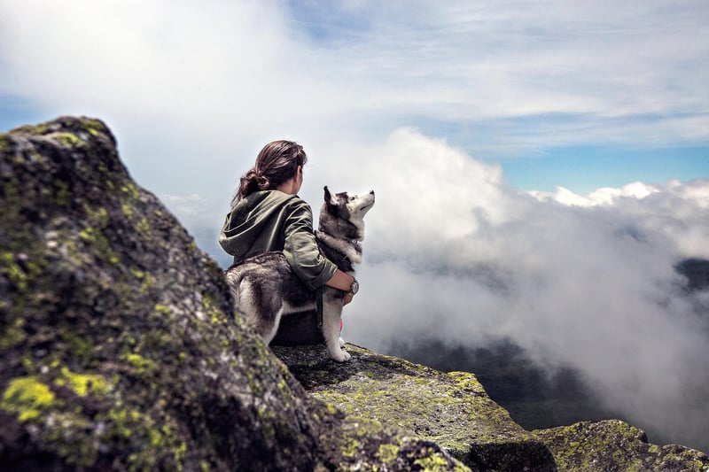 Pet Adventures