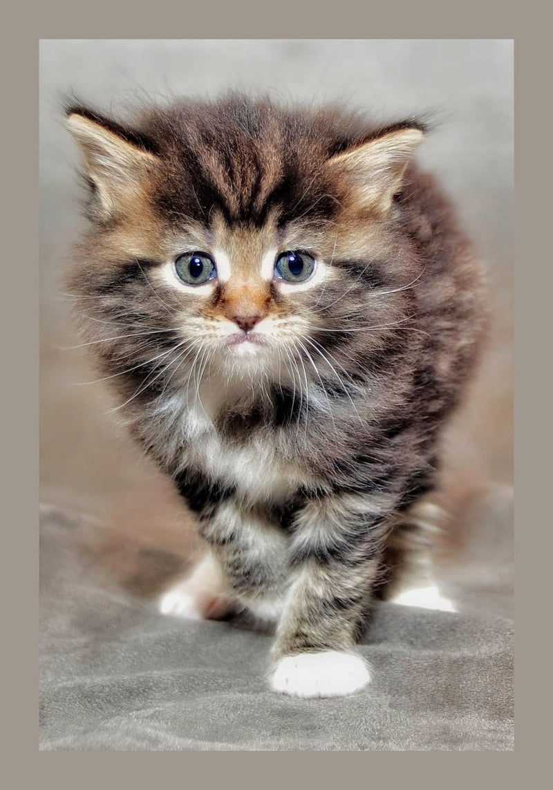 Grumpy Cat