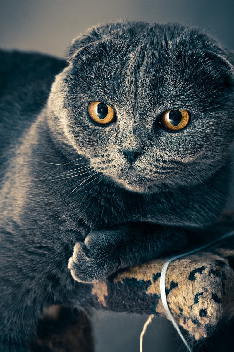 Olivia Benson the Scottish Fold